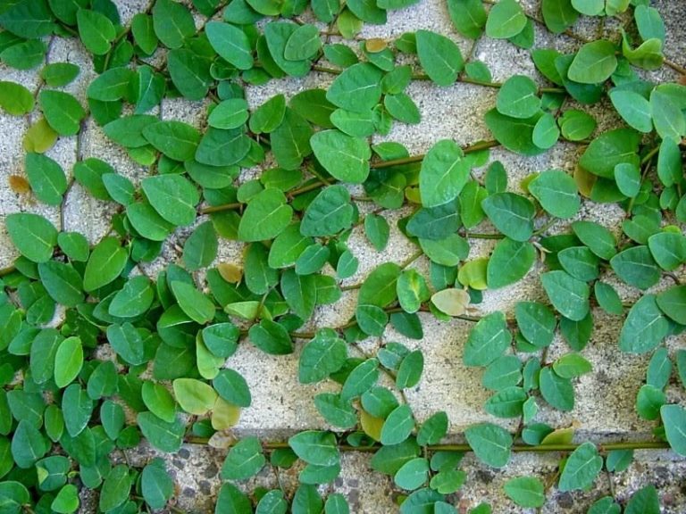 Para los amantes del jardín: hoy escribiré sobre la “Enamorada del muro”