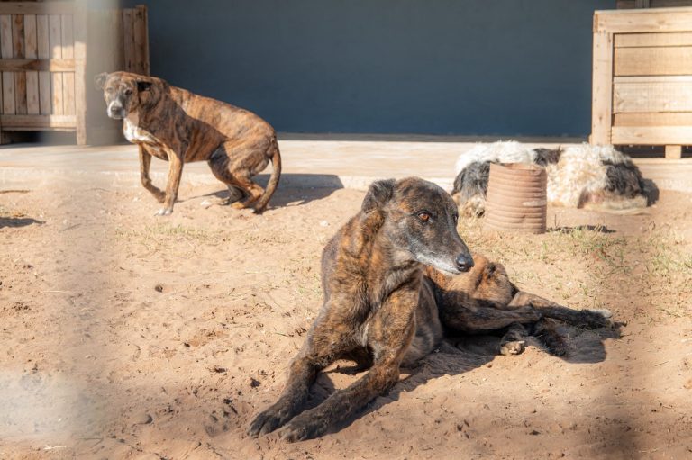 La sorpresa del traslado al nuevo refugio de General Pico: los perros encuentran calma y dejan de ladrar