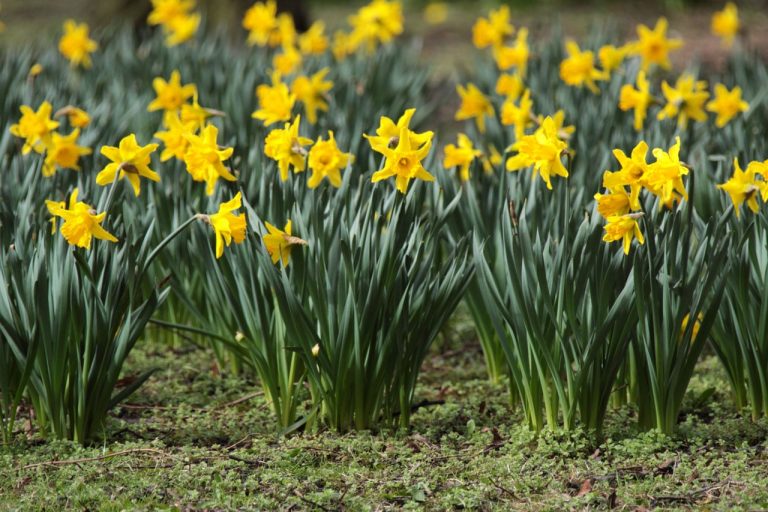 Para los amantes del jardín: hoy escribiré sobre los Narcisos