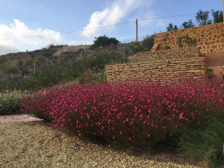 Para los amantes del jardín: hoy escribiré sobre las “Gauras”