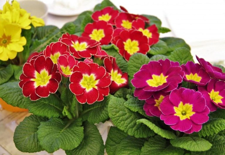 Para los amantes del jardín: hoy escribiré sobre las “Primaveras”