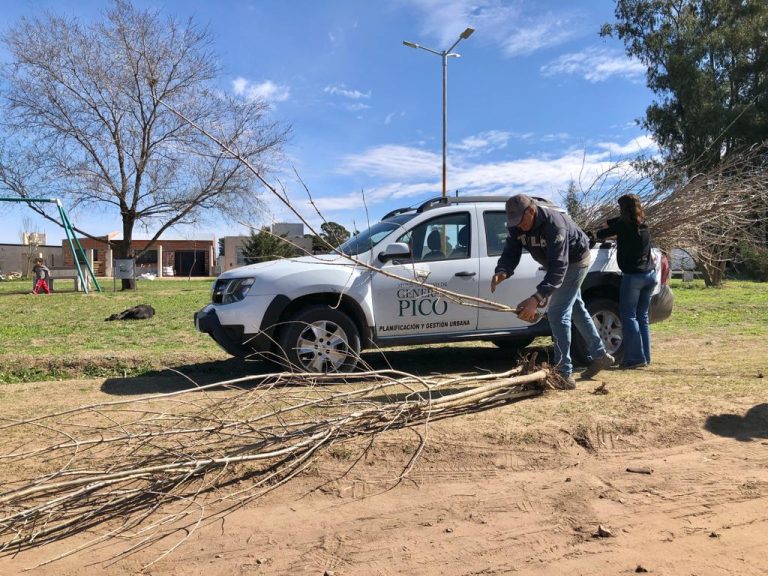 Semana del árbol en Pico: comenzó el proceso de replantación de especies en diferentes zonas de la ciudad