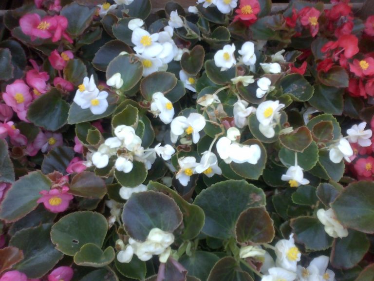 Para los amantes del jardín: hoy escribiré sobre la Flor de Azúcar
