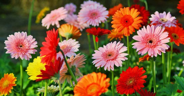 Para los amantes del jardín: hoy escribiré sobre la Gerbera, la “Margarita africana”