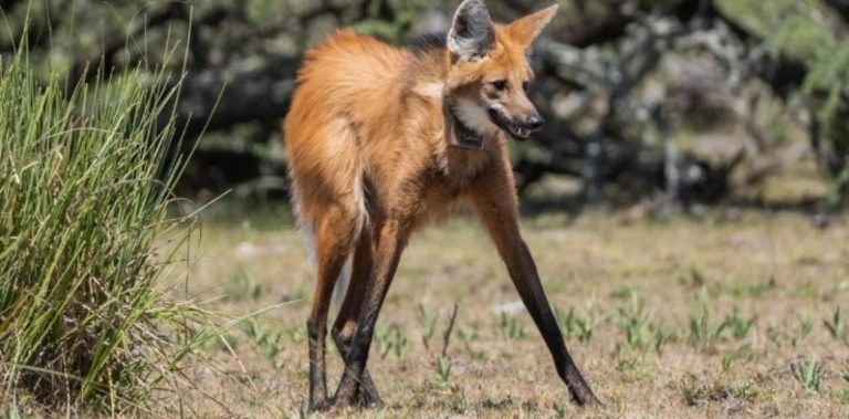 Tras 200 años de ausencia en tierras pampeanas, apareció un ejemplar de Aguará Guazú “para algunas culturas nativas representa un animal sagrado, envuelto de espiritualidad”