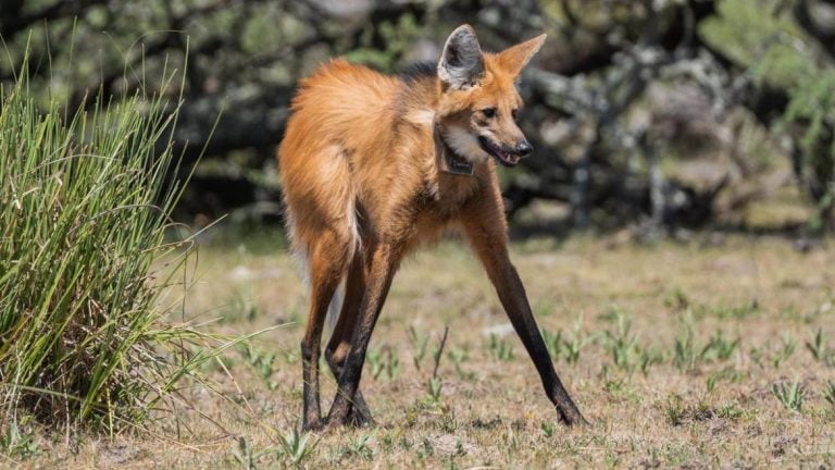 Aguará Guazú es observado en La Pampa luego de dos siglos de ausencia