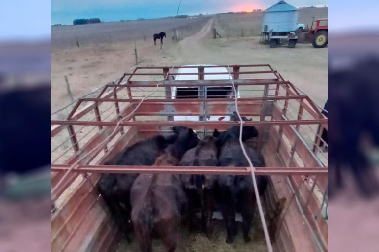 Recuperan en La Pampa vacunos robados en Villa Sauze