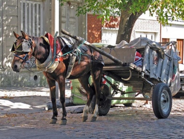 La ciudad de Córdoba prohibió la tracción a sangre: entregan motos eléctricas