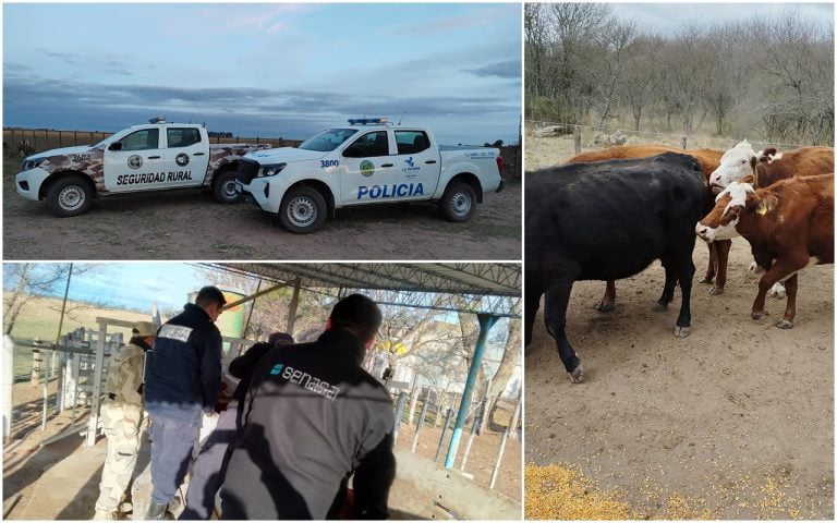 Recuperan 20 bovinos en Caleufú: un detenido en operativo conjunto