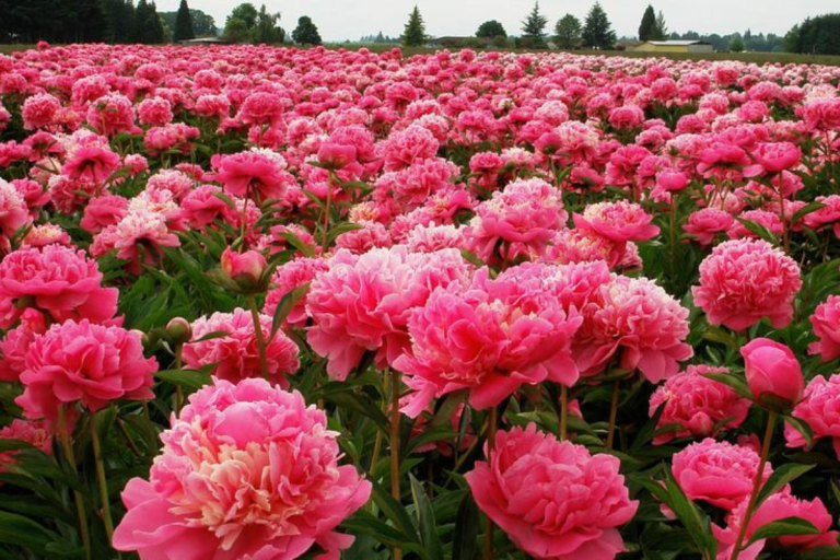Para los amantes del jardín: hoy les contaré detalles sobre la Peonia