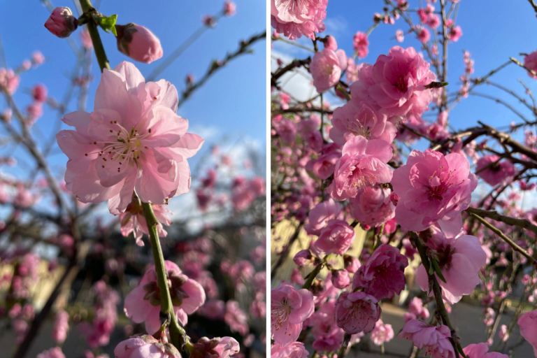 Para los amantes del jardín: hoy escribiré sobre el cerezo japonés “Sakura Péndulo”