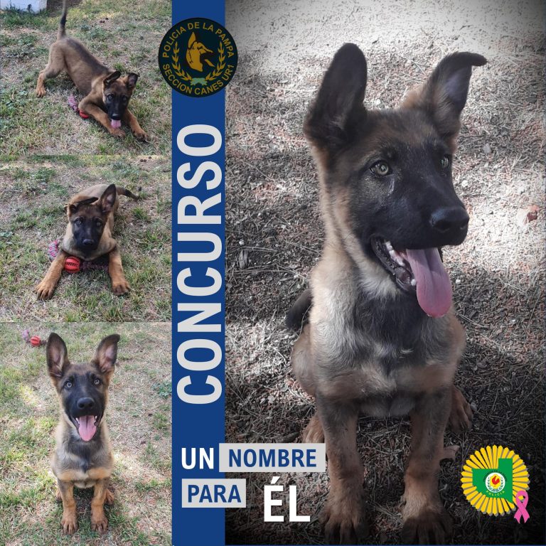 Un cachorro detective en búsqueda de identidad: la Policía de La Pampa invita a la comunidad a nombrar a su nuevo miembro