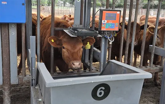 Facultad de Ciencias Veterinarias de la UNLPam y el INTA firman convenio para estudiar la alimentación bovina en corrales