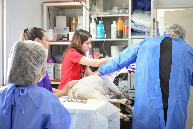 Se cumplirá un mes del funcionamiento del quirófano en el nuevo Refugio Canino piquense: ¿Cómo es la metodología de atención?