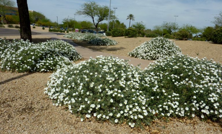Para los amantes del jardín: hoy escribiré sobre la Convolvulus