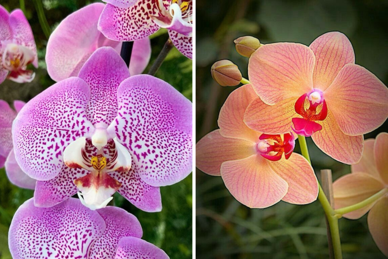 Para los amantes del jardín: hoy escribiré sobre la Phalaenopsis