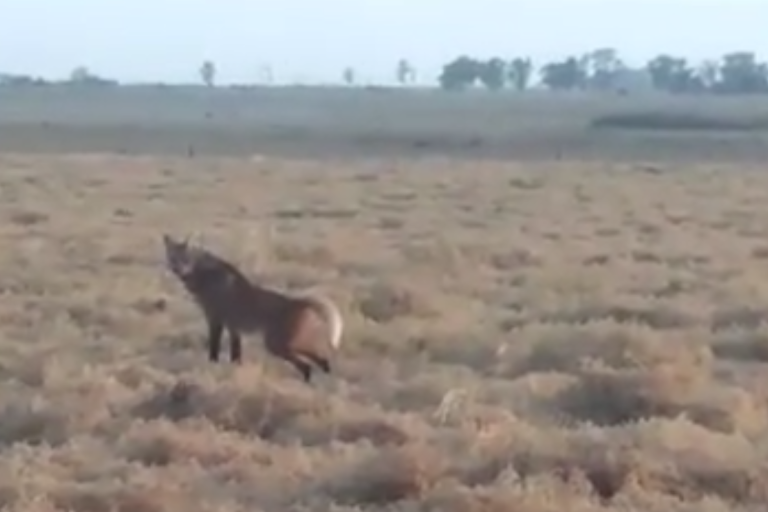 Un vecino de Uriburu se cruzó con un Aguará Guazú: “Nunca había visto uno, fue espectacular”