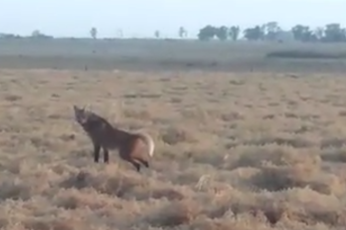 Un vecino de Uriburu se cruzó con un Aguará Guazú: “Nunca había visto uno, fue espectacular”