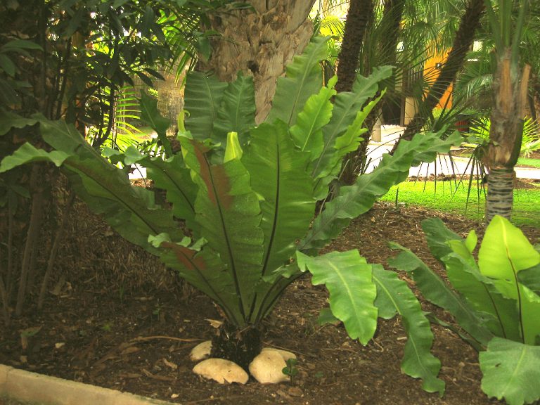 Para los amantes del jardín: hoy escribiré sobre el Helecho “Nido de Ave”
