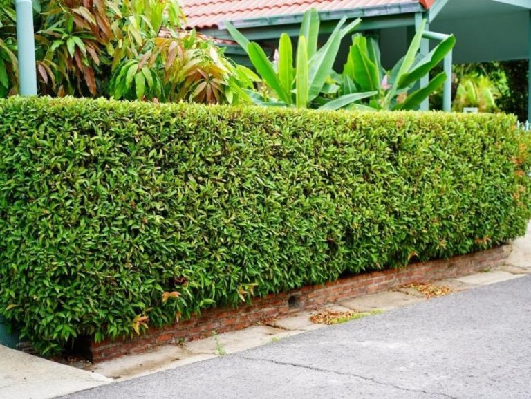 Para los amantes del jardín: hoy escribiré sobre el Elaeagnus