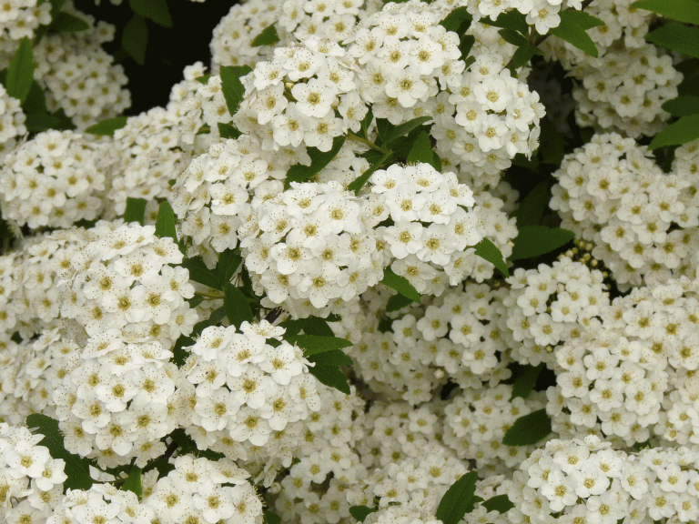 Para los amantes del jardín: hoy escribiré sobre la “Corona de Novia”