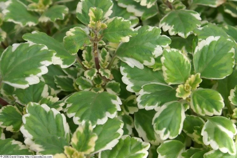 Para los amantes del jardín: hoy escribiré sobre la Malva o “Incienso”