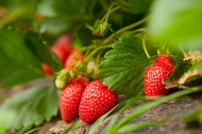 Para los amantes del jardín: hoy escribiré sobre la Frutilla