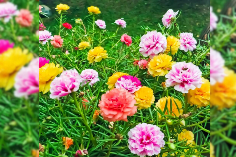 Para los amantes del jardín: hoy hablaré de la  “bella a las once”