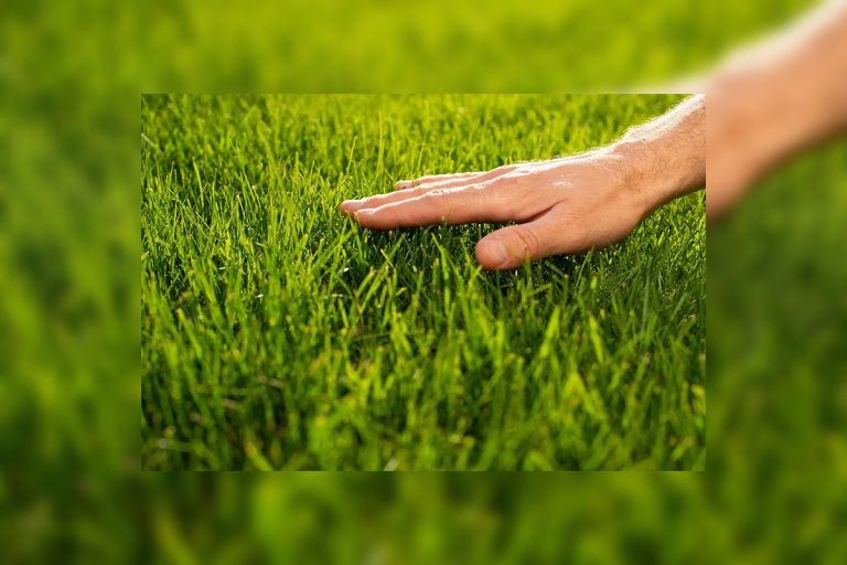 ¿Cómo cuidamos el pasto en el verano con las altas temperaturas, qué tipo de pasto debemos sembrar y cómo lo regamos?
