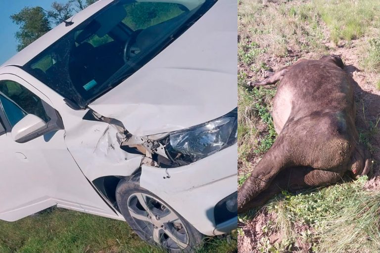 Una maestra de Victorica iba a dar clases a Luan Toro y chocó contra un toro en plena ruta