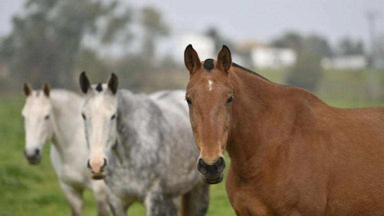 La Pampa: recordaron medidas preventivas al confirmarse nuevos focos de encefalitis equina