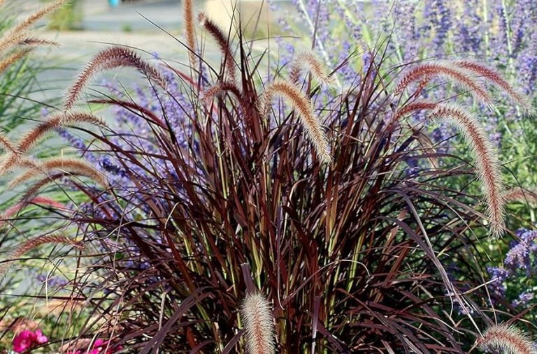 Para los amantes del jardín: hoy escribiré sobre la Penisetum Rubra