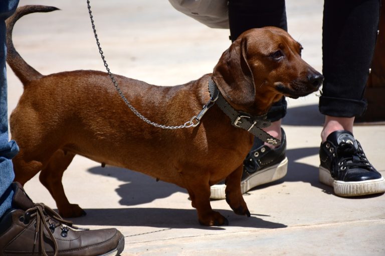 Más de 2 mil mascotas fueron vacunadas contra la rabia y tratadas contra la garrapata en General Pico