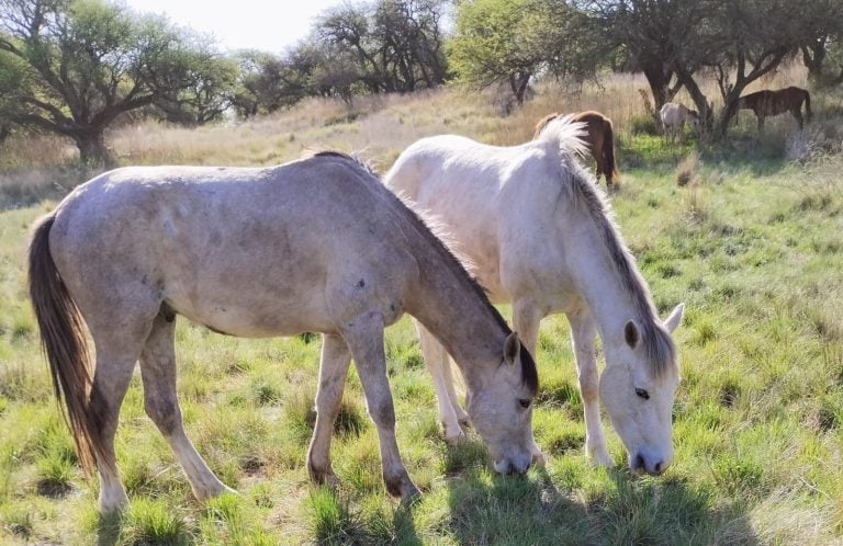 Encefalomielitis equina: investigación de caso sospechoso en el oeste pampeano