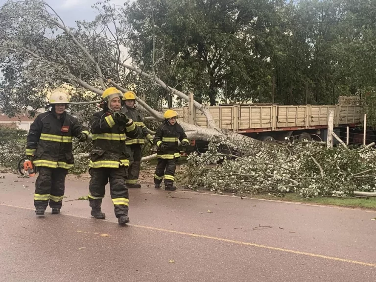 El viento fuerte castigó a Parera esta tarde: árboles caídos, calles cortadas y sin luz
