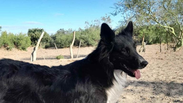 Insensible acto de una mujer en el oeste pampeano: mandó a castrar a cuchillo al perro de la vecina que estaba en celo con su perra
