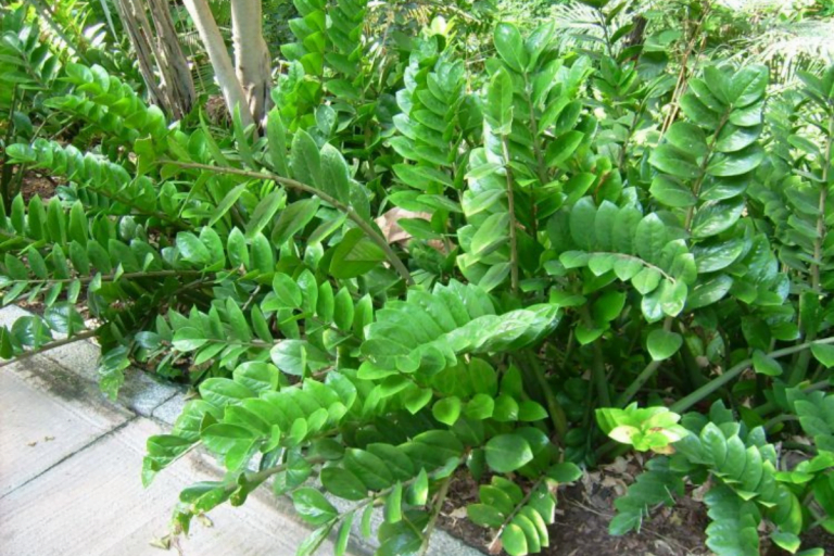 Para los amantes del jardín: hoy escribiré sobre la Zamioculca