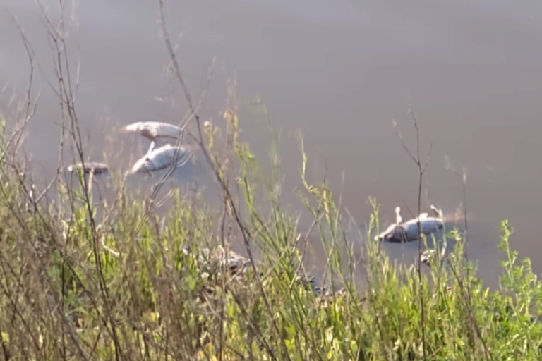 Laguna Don Tomás: Ante la mortandad de peces, la Secretaría de Recursos Hídricos activó protocolos