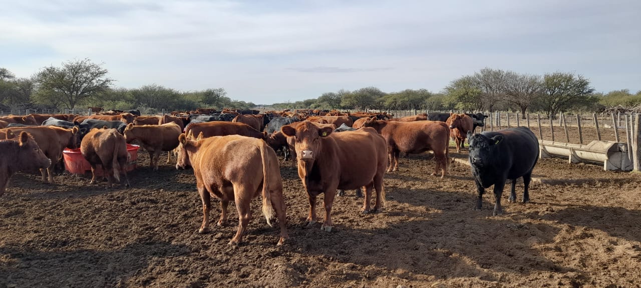 Ofrecen hasta 3 millones a pequeños productores ganaderos no bancarizados en La Pampa con un plazo de 5 años a tasa del 10% anual