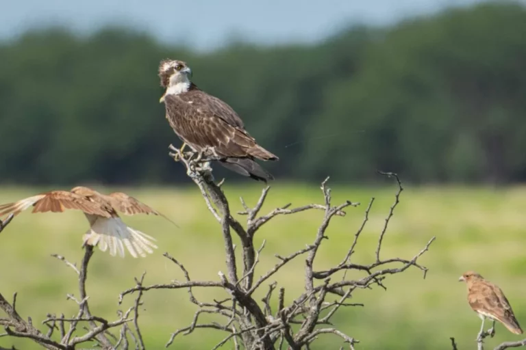 Águila pescadora observada por primera vez en La Pampa