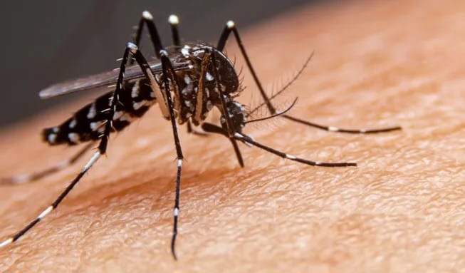 Dengue en La Pampa: Confirman 8 casos importados y refuerzan medidas preventivas