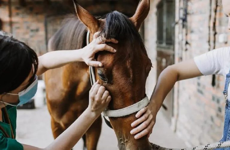La Pampa: ya hay 31 casos detectados de encefalitis equina
