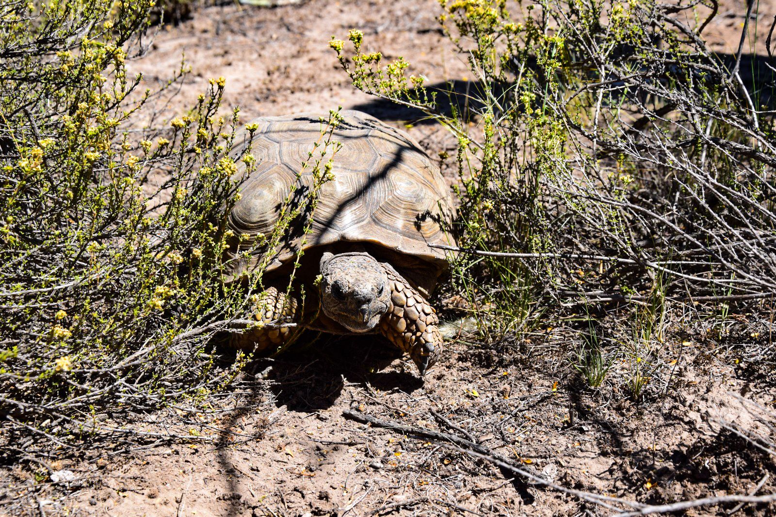 Liberaron 14 ejemplares de tortugas terrestres y 3 cardenales amarillos en una Reserva Provincial