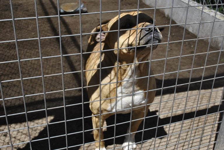 Más de 150 canes que se encuentran, en su mayoría, en el nuevo Refugio Canino esperan una adopción responsable