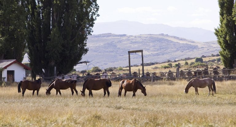Encefalomielitis equinas: Se estableció la vacunación obligatoria en todo el territorio