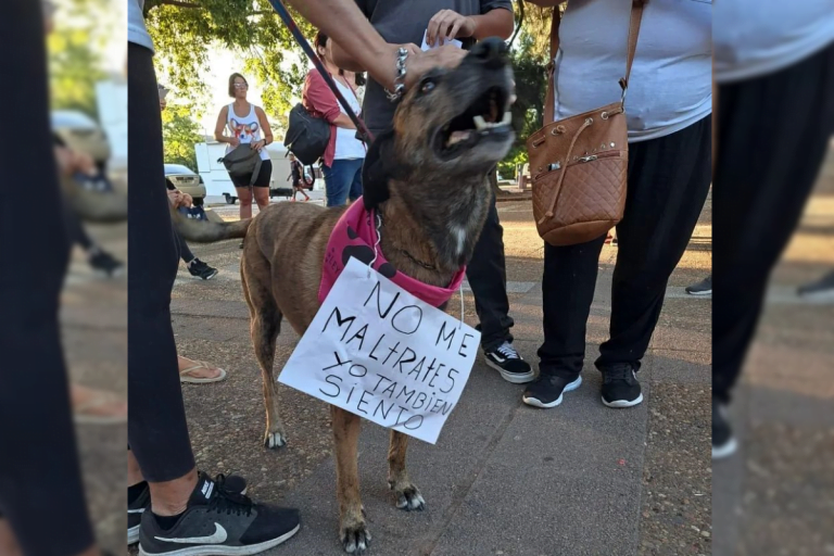Marcha en contra del maltrato animal: “está penado por la ley y pedimos que se haga justicia por ellos”, manifestaron desde APPA