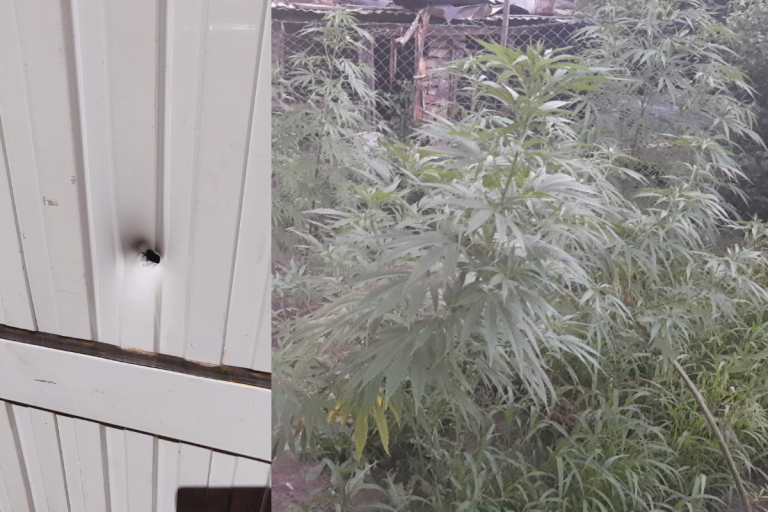 Un hombre agredió con un disparo a una comerciante en Eduardo Castex y cuando allanaron su casa, le encontraron plantas de marihuana