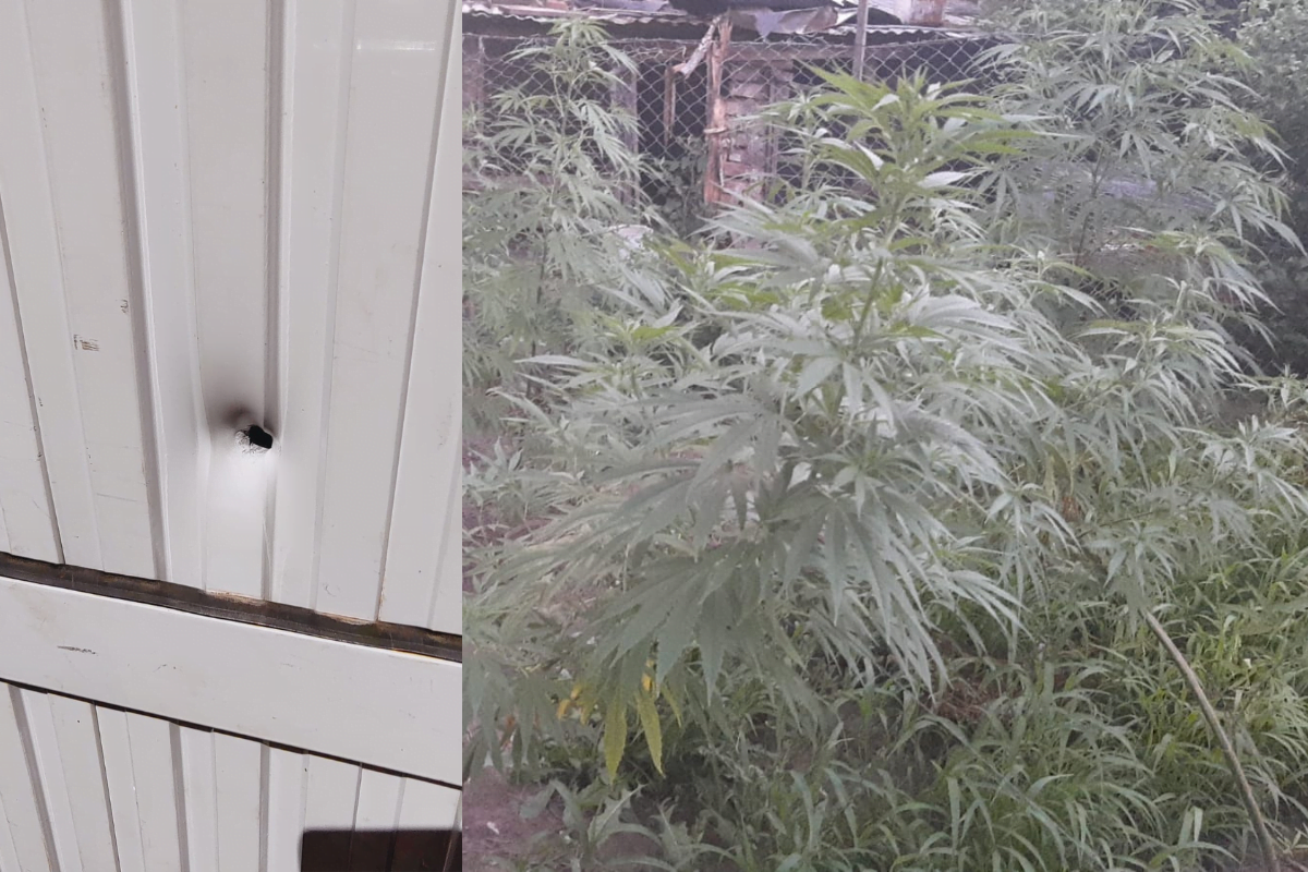 Un hombre agredió con un disparo a una comerciante en Eduardo Castex y cuando allanaron su casa, le encontraron plantas de marihuana