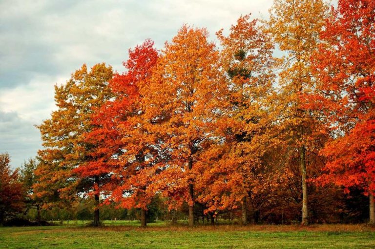 Para los amantes del jardín: hoy hablare de Roble Americano o Boreal