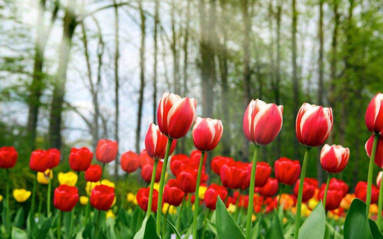 Para los amantes del jardín: hoy escribiré sobre el Tulipán